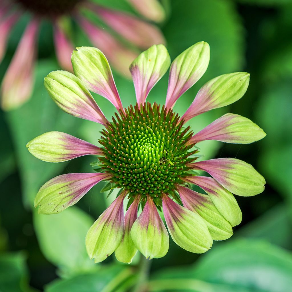 Echinacea Green Envy