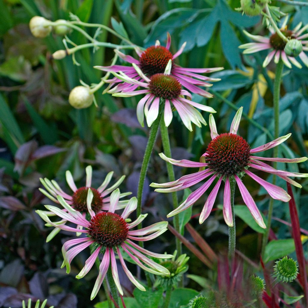 Echinacea Green Envy