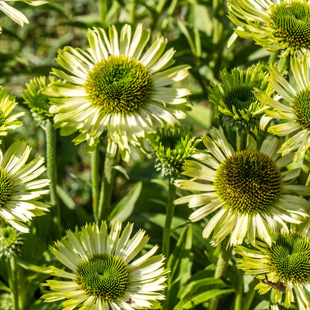 Echinacea Green Jewel