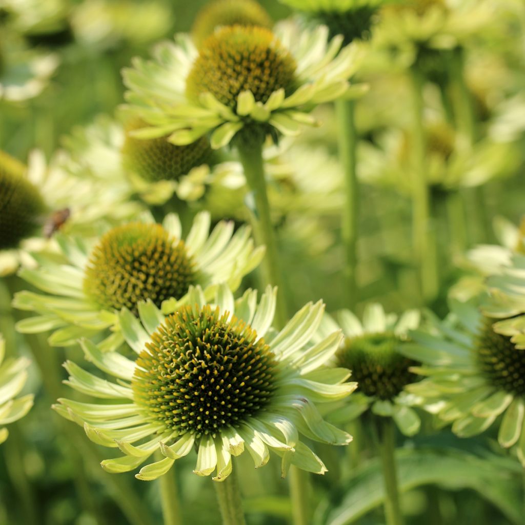 Echinacea Green Jewel