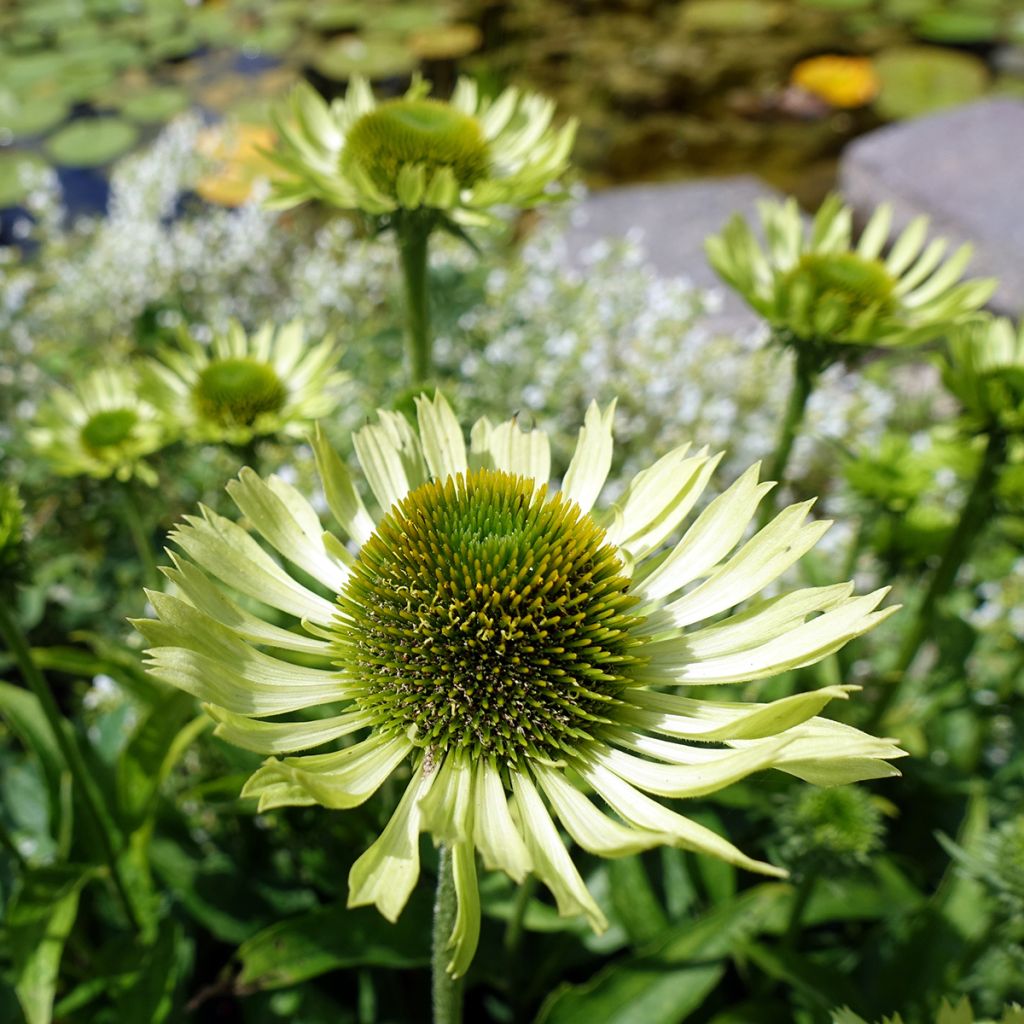 Echinacea Green Jewel