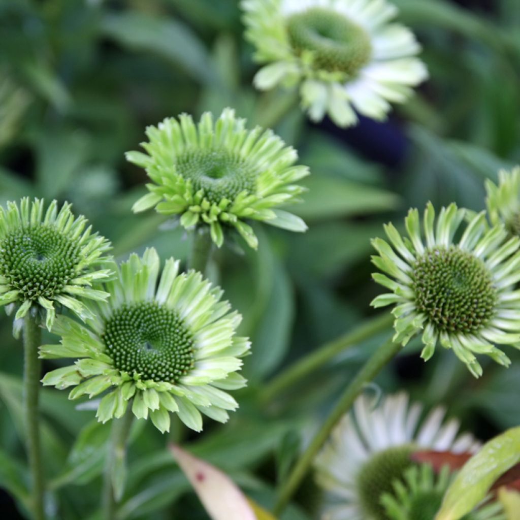 Echinacea Green Jewel