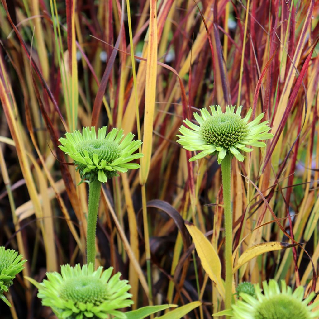 Echinacea Green Jewel