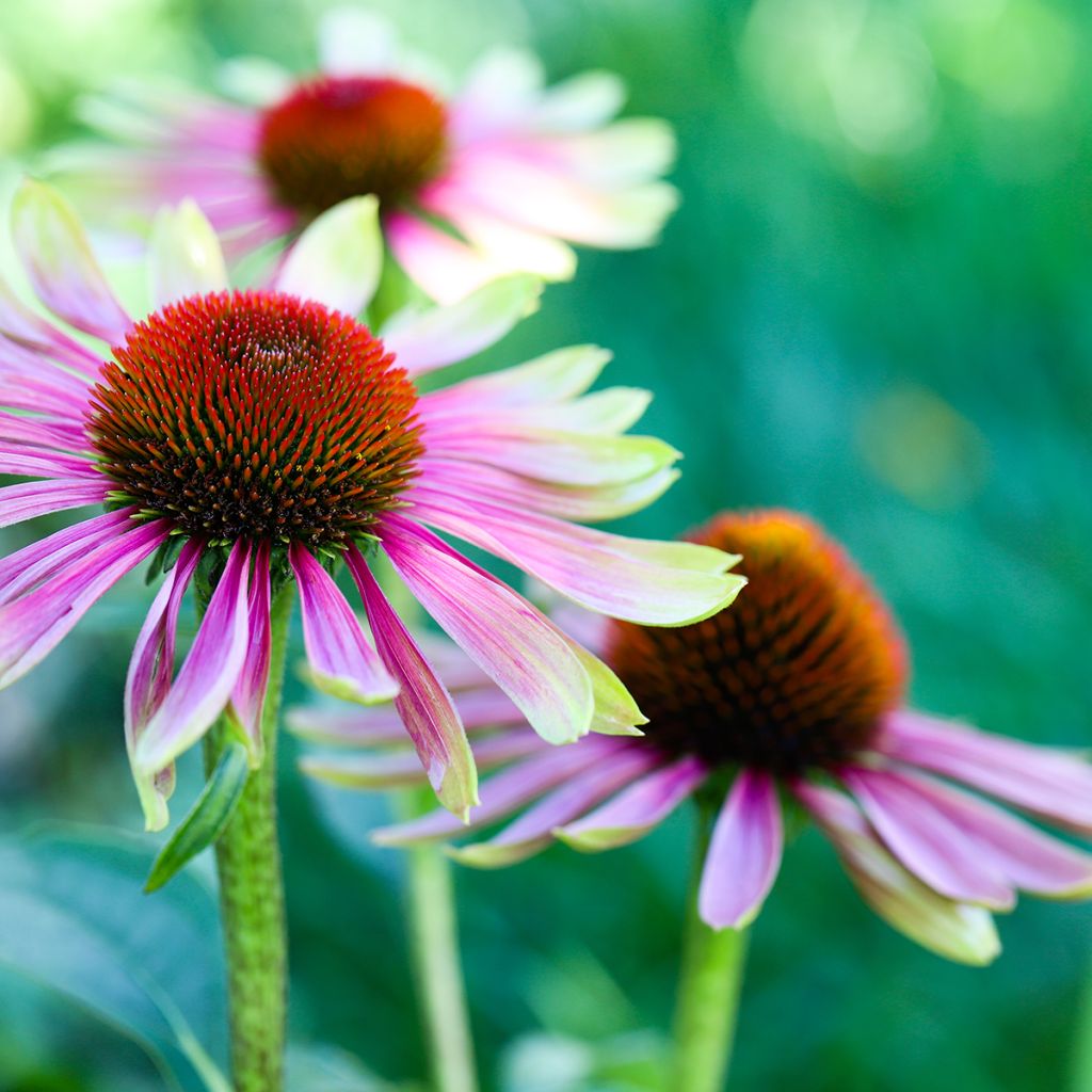 Echinacea Green Twister
