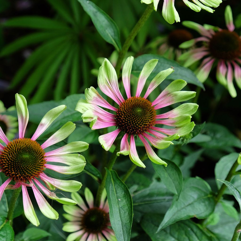 Echinacea Green Twister
