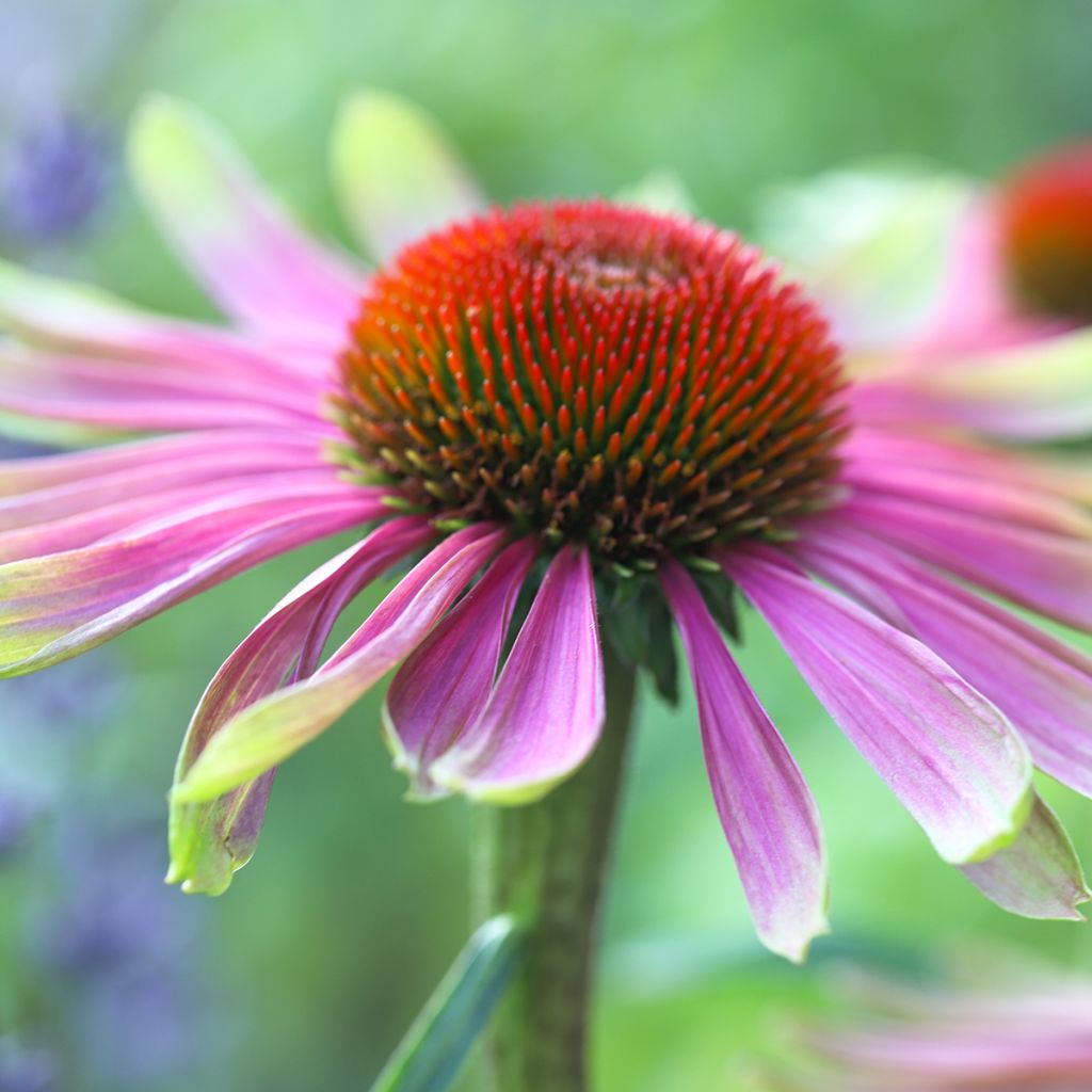 Echinacea Green Twister
