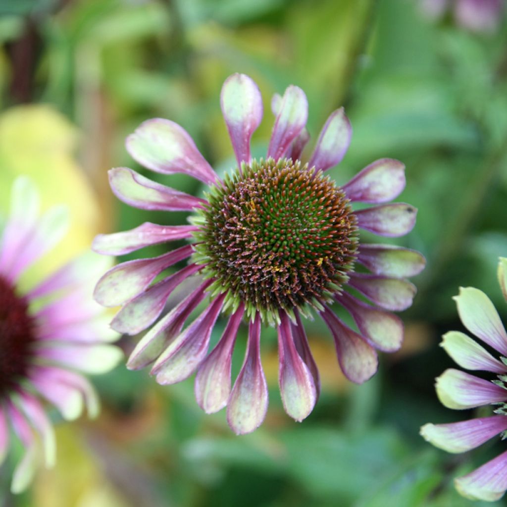 Echinacea Green Twister
