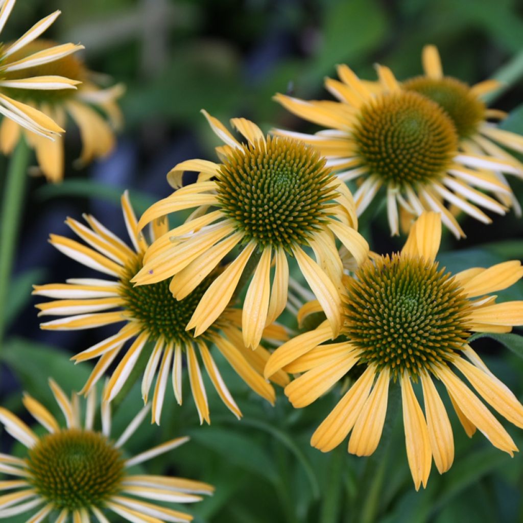 Echinacea Harvest Moon