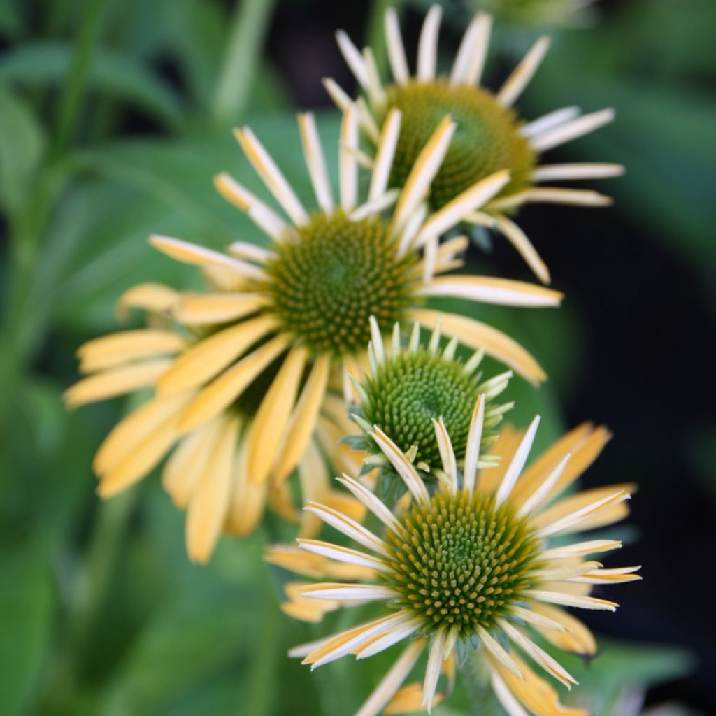 Echinacea Harvest Moon