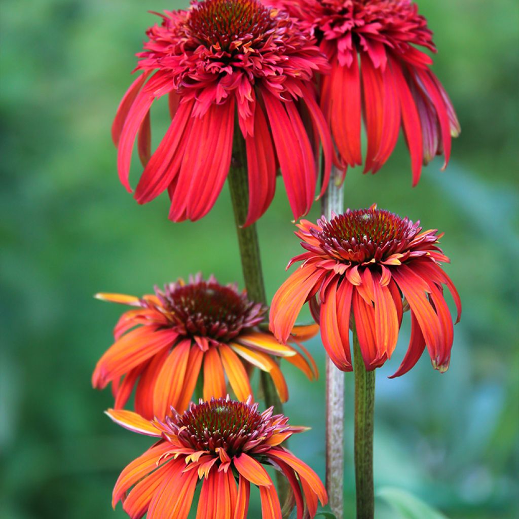 Echinacea Hot Papaya