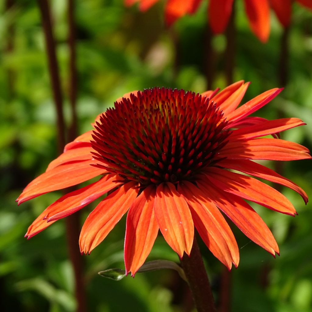 Echinacea Hot Summer