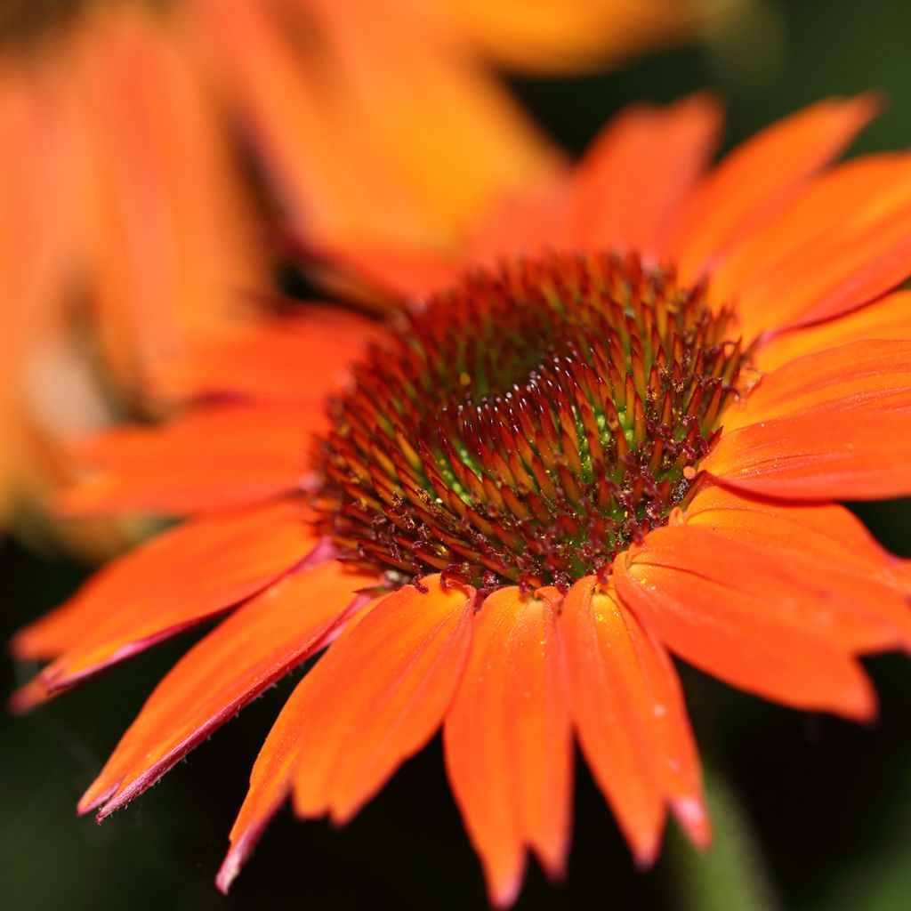 Echinacea Hot Summer
