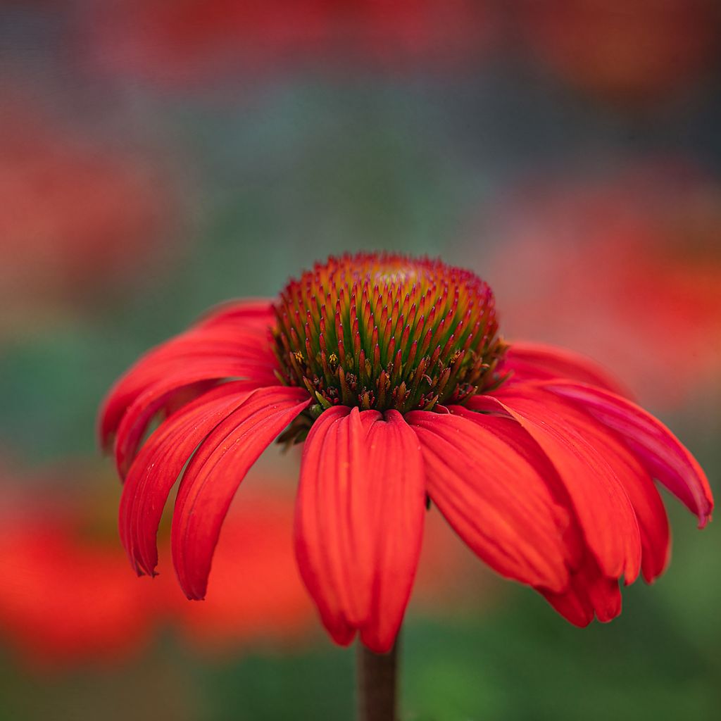 Echinacea Kismet Orange Intense