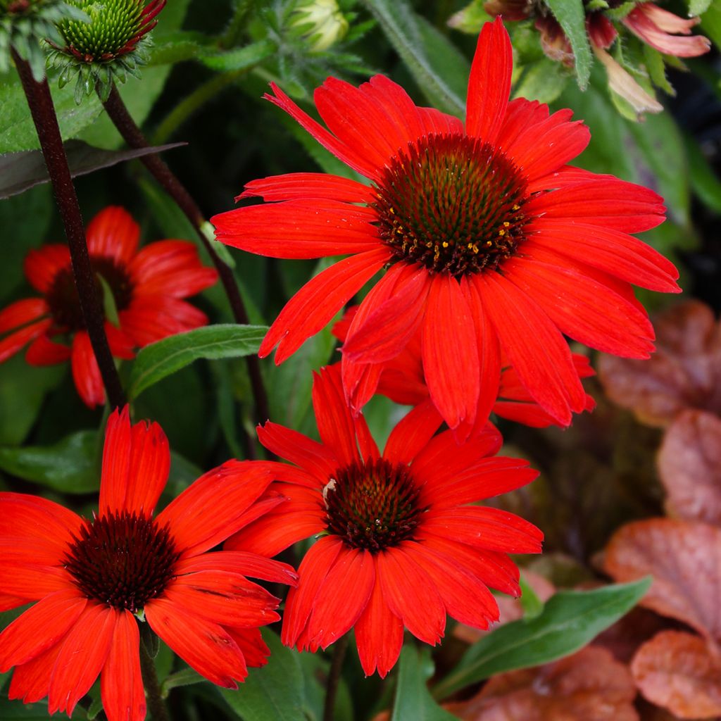 Echinacea Kismet Vermelho