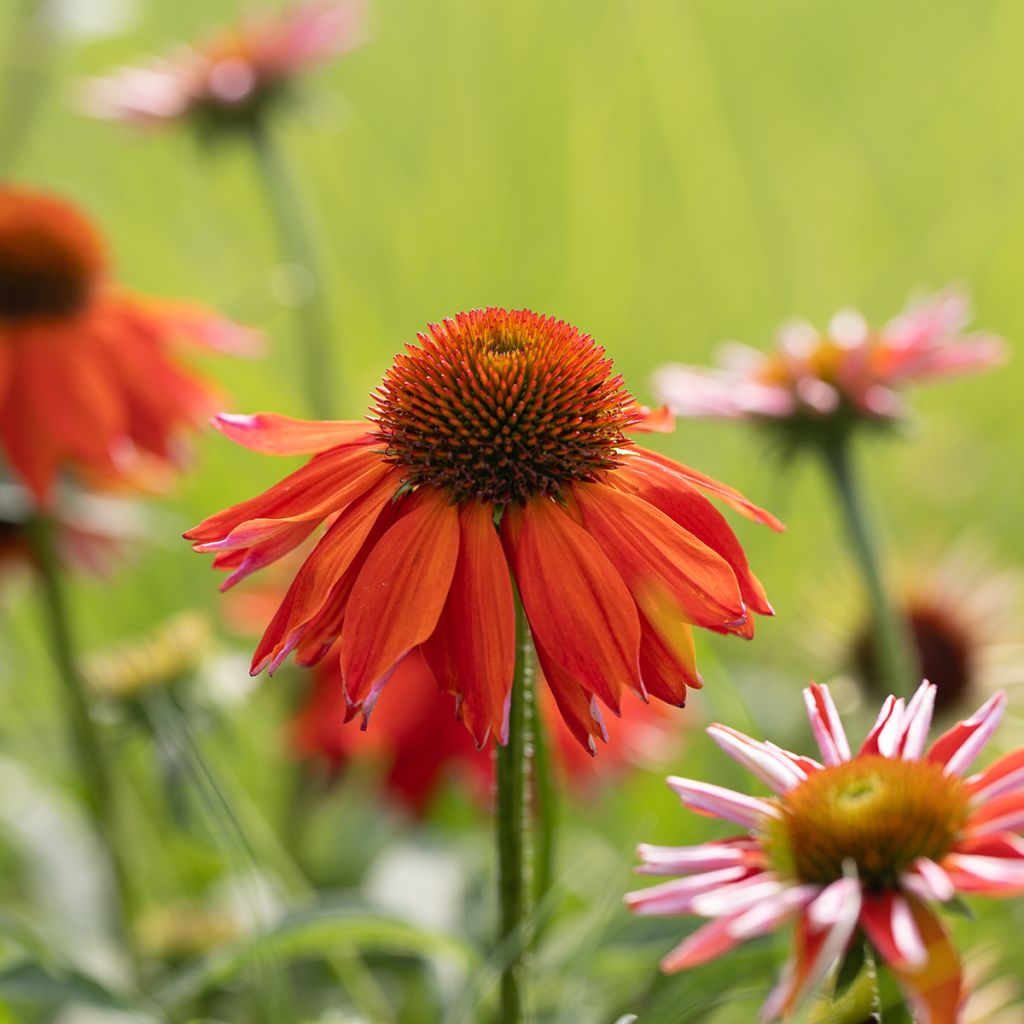 Echinacea Lakota Orange
