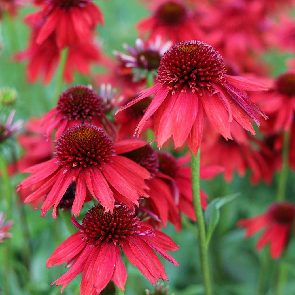 Echinacea Lakota Red