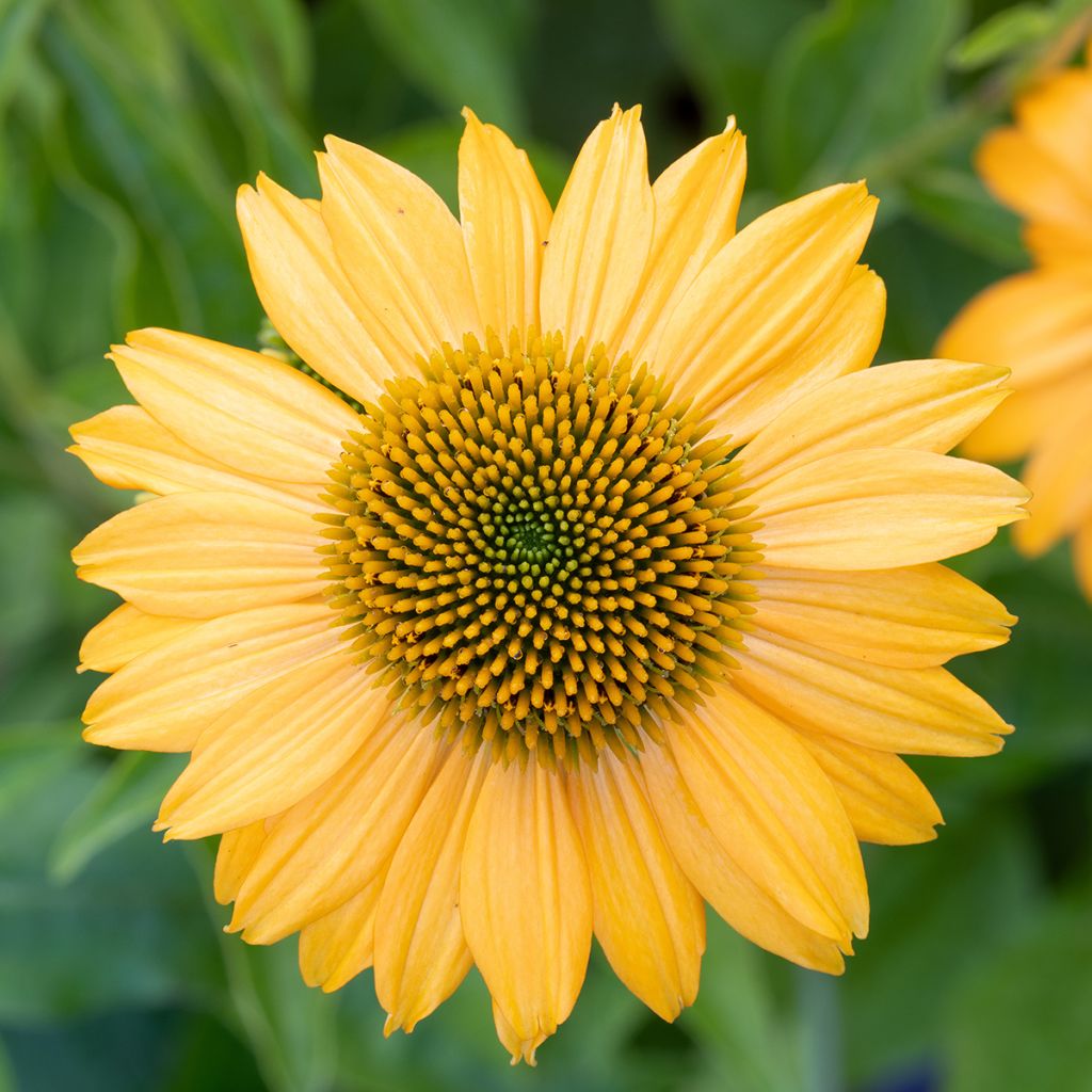 Echinacea Lakota Yellow