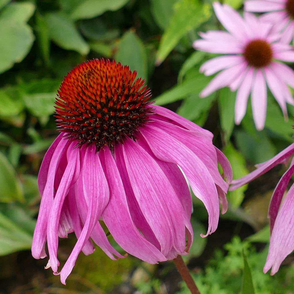 Echinacea Maxima