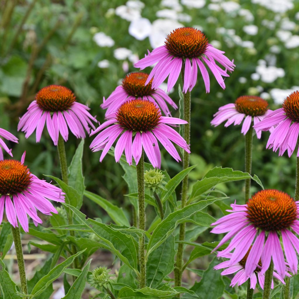 Echinacea Maxima