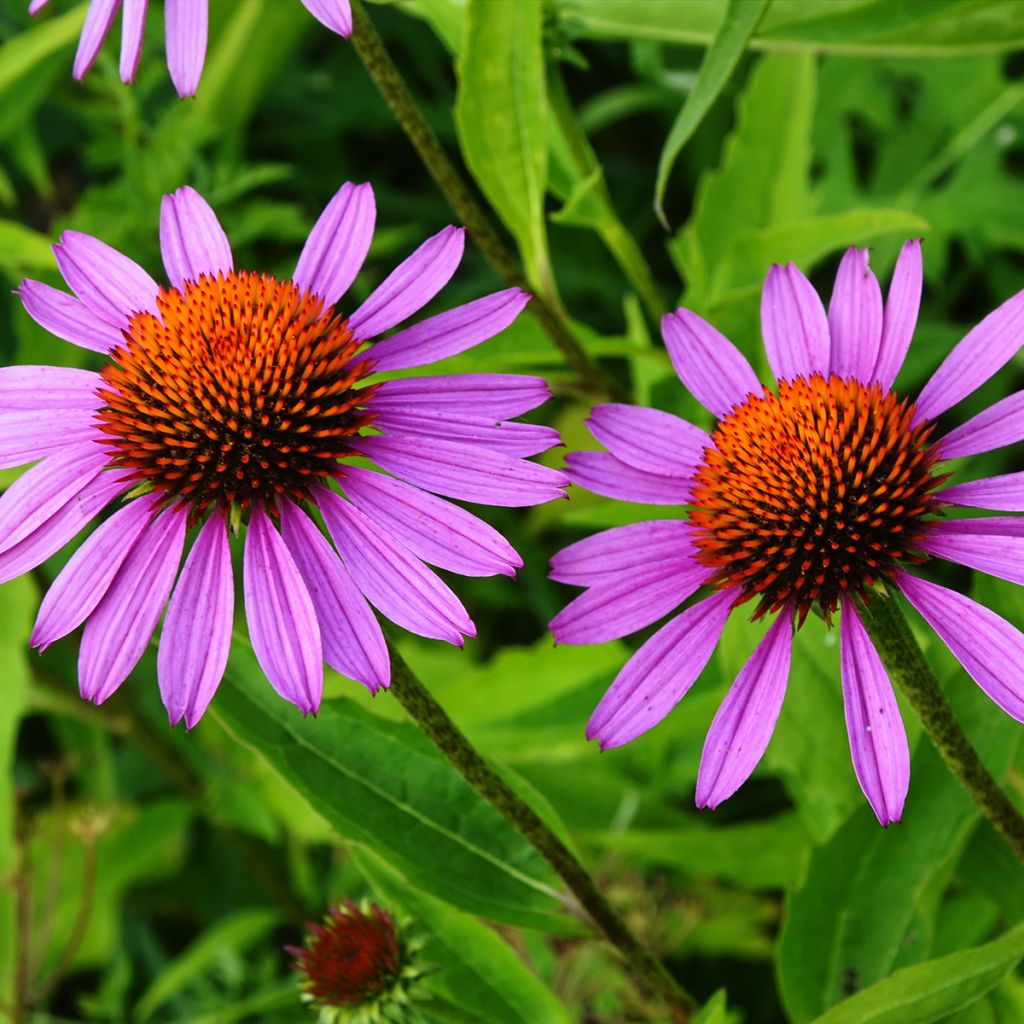 Echinacea Maxima