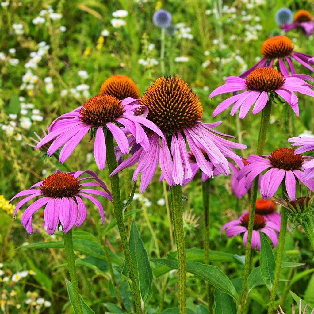 Echinacea Maxima