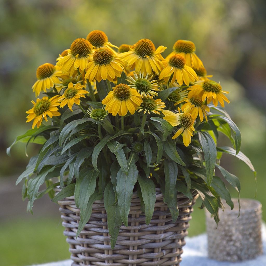 Echinacea Sun Magic Vintage Yellow