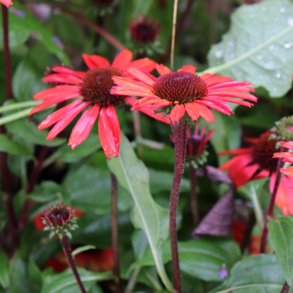 Echinacea SunSeekers Orange