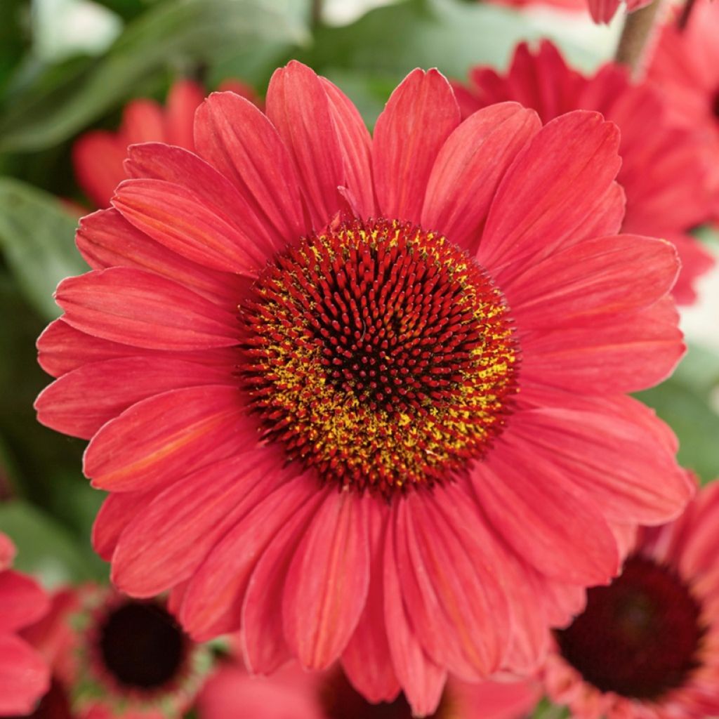 Echinacea SunSeekers Red