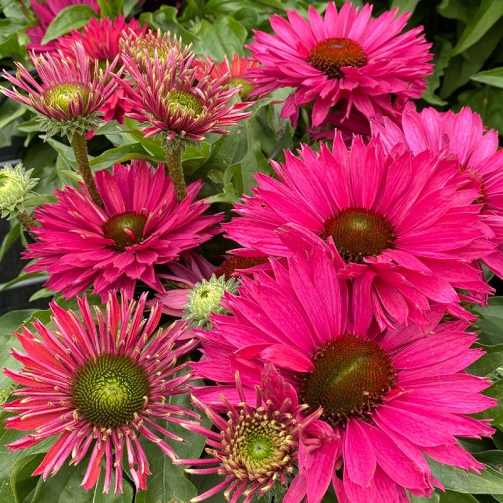 Echinacea SunSeekers Sweet Fuchsia
