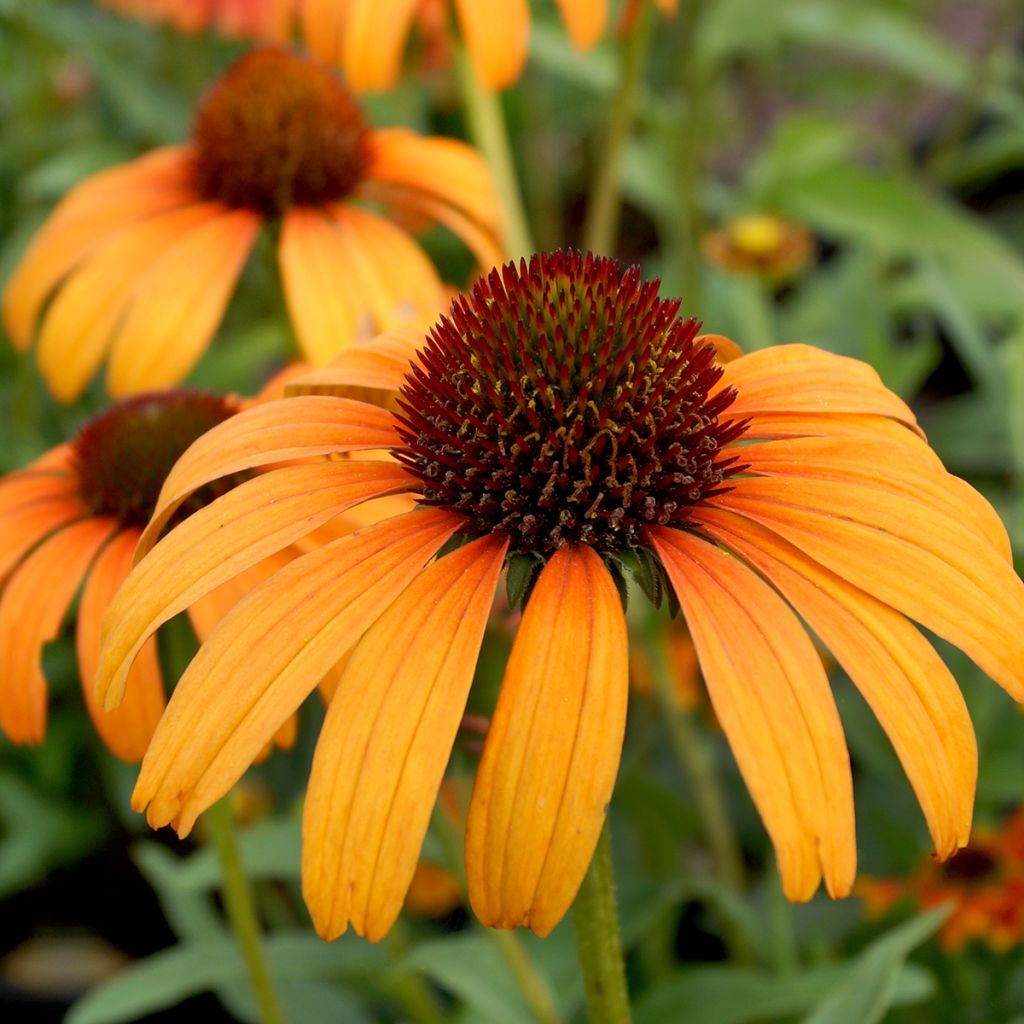 Echinacea Tangerine Dream