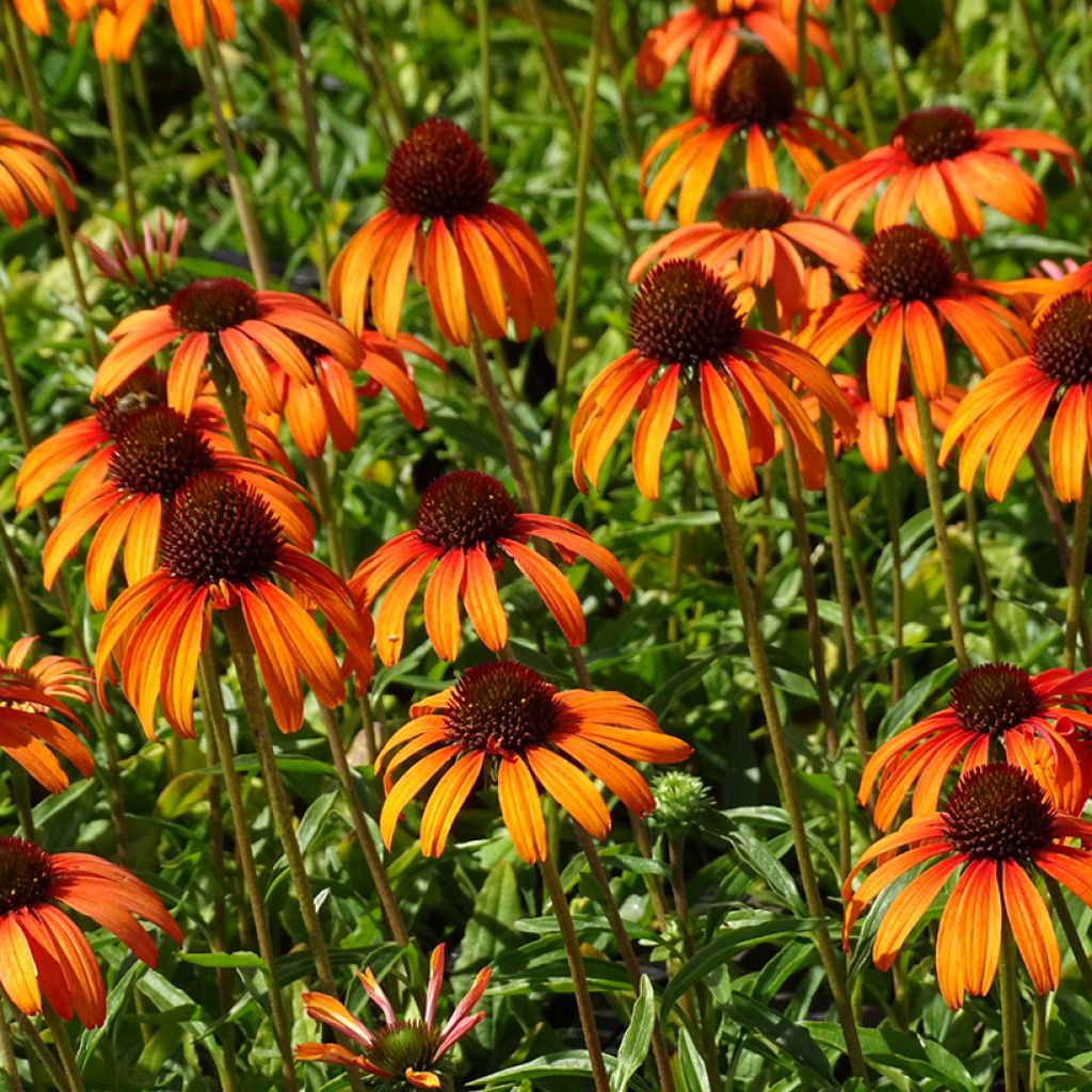 Echinacea Tangerine Dream