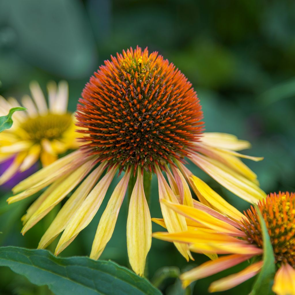 Echinacea paradoxa - Equinácea amarela