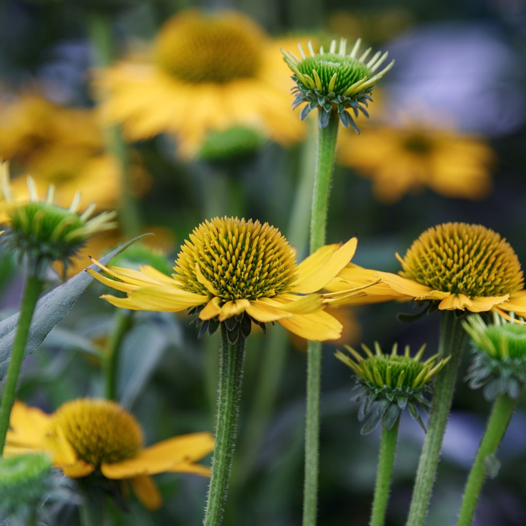 Echinacea paradoxa - Equinácea amarela