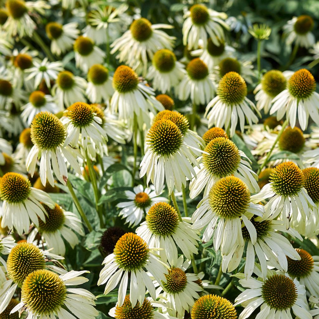 Echinacea alba em sementes