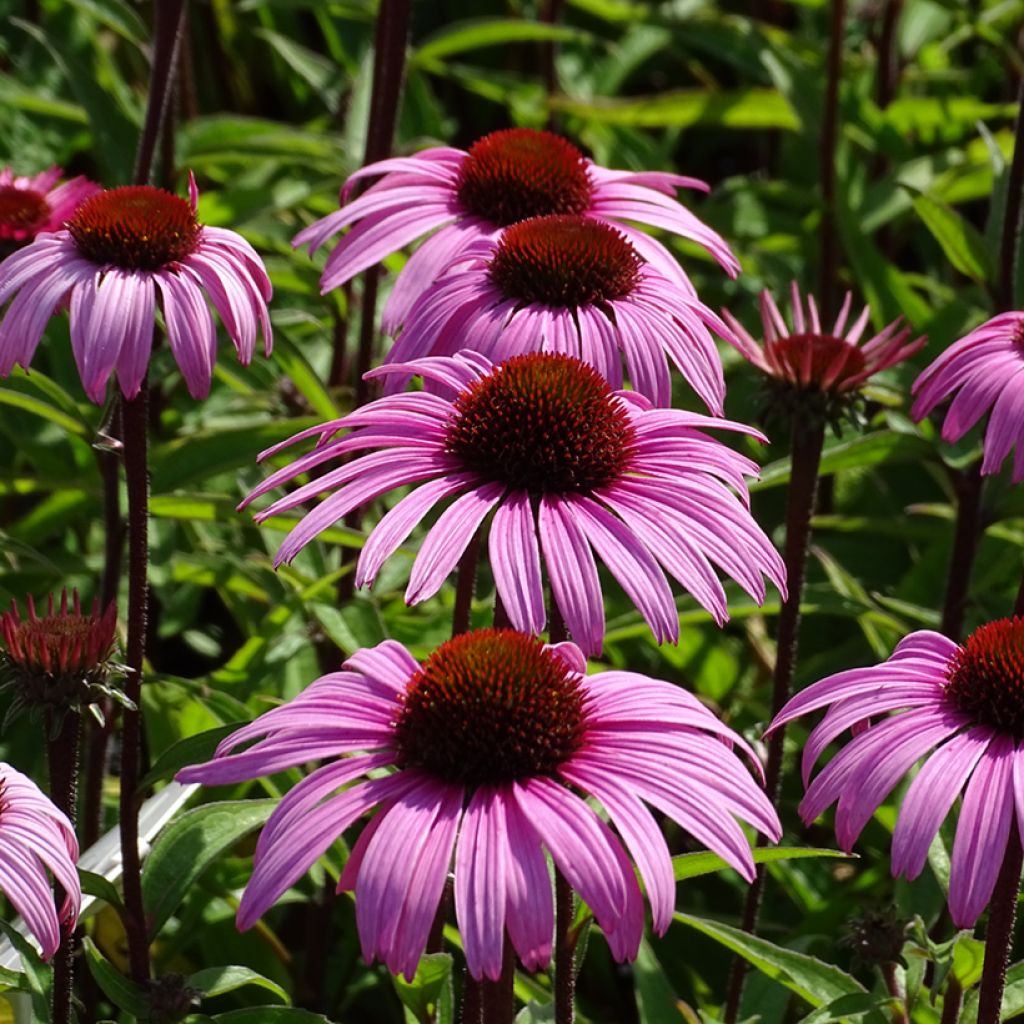 Echinacea purpurea Augustkönigin