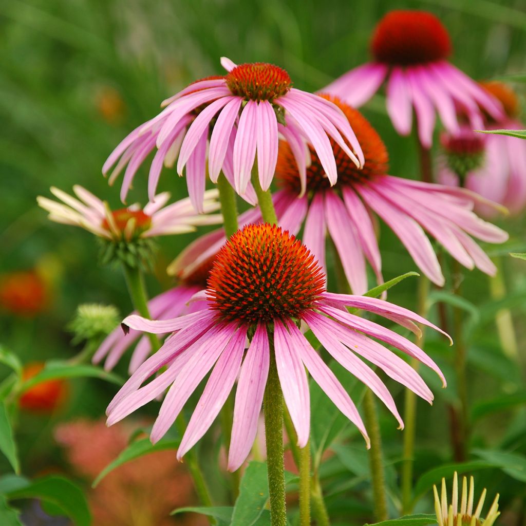 Echinacea purpurea biológico em sementes - Equinácea
