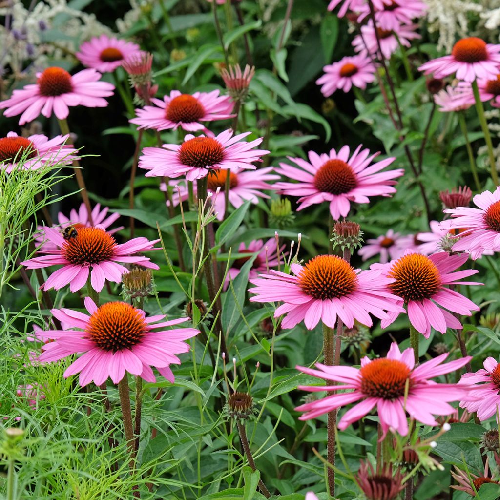 Echinacea purpurea biológico em sementes - Equinácea