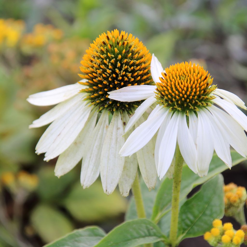 Echinacea purpurea White Swan biológico em sementes - Equinácea