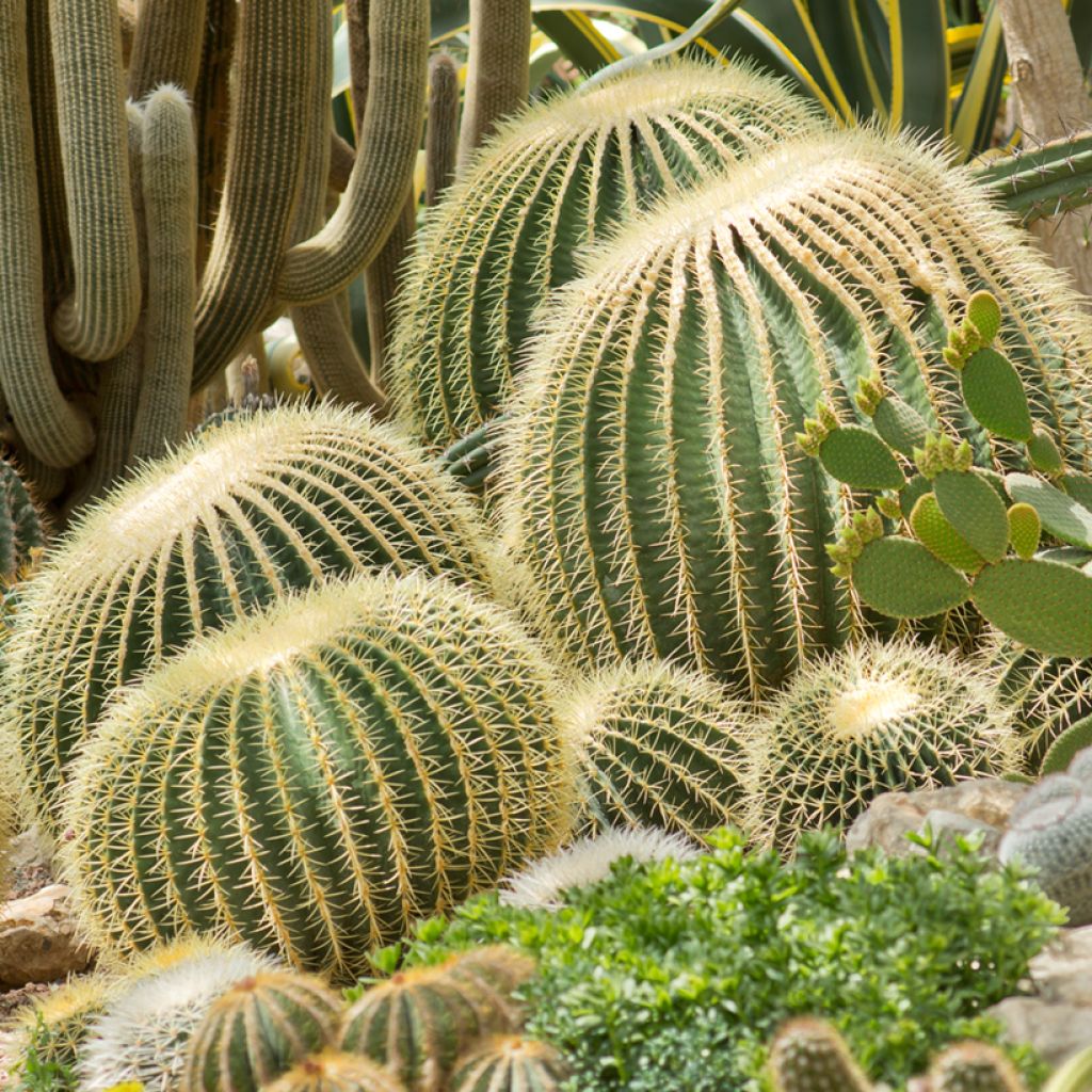 Echinocactus grusonii