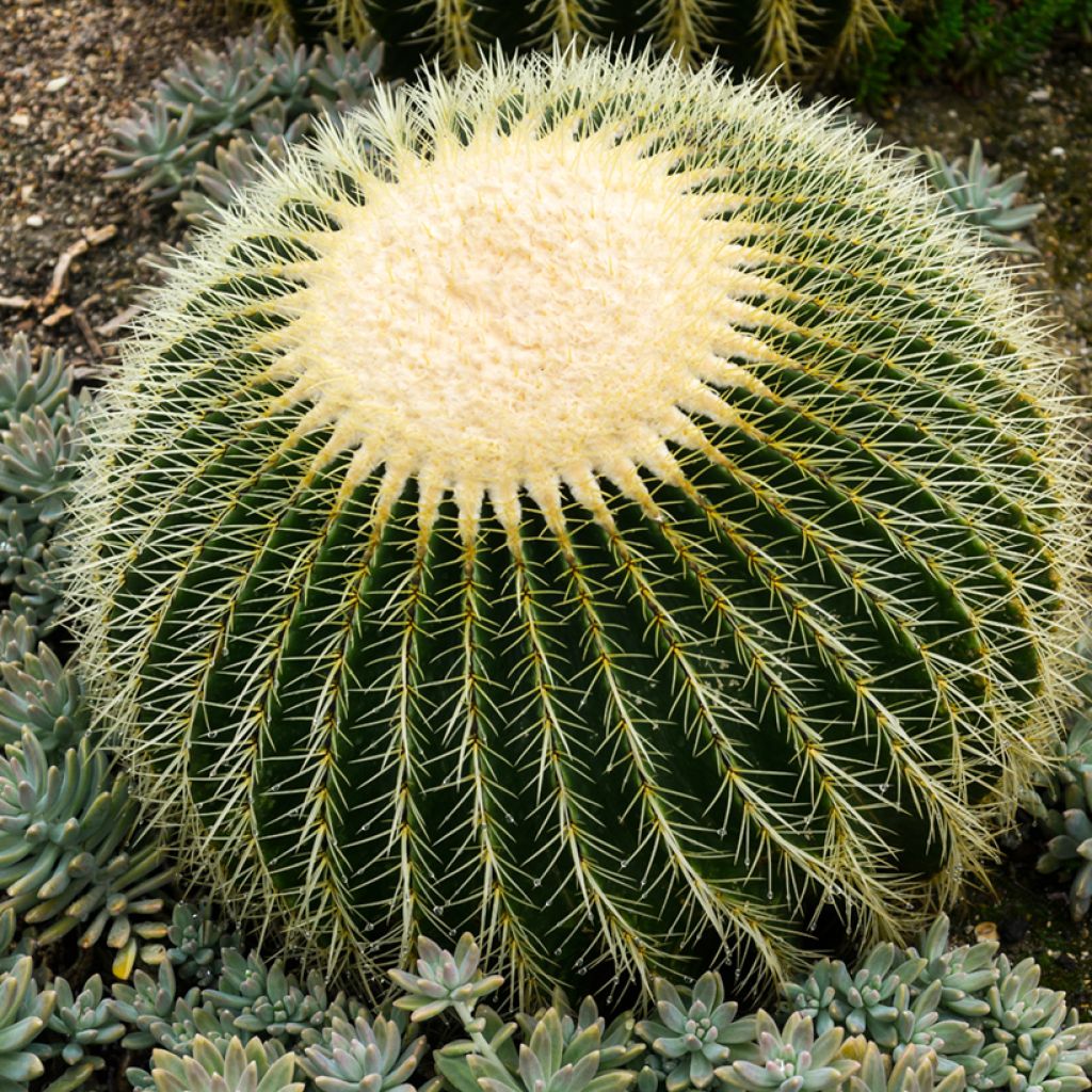 Echinocactus grusonii