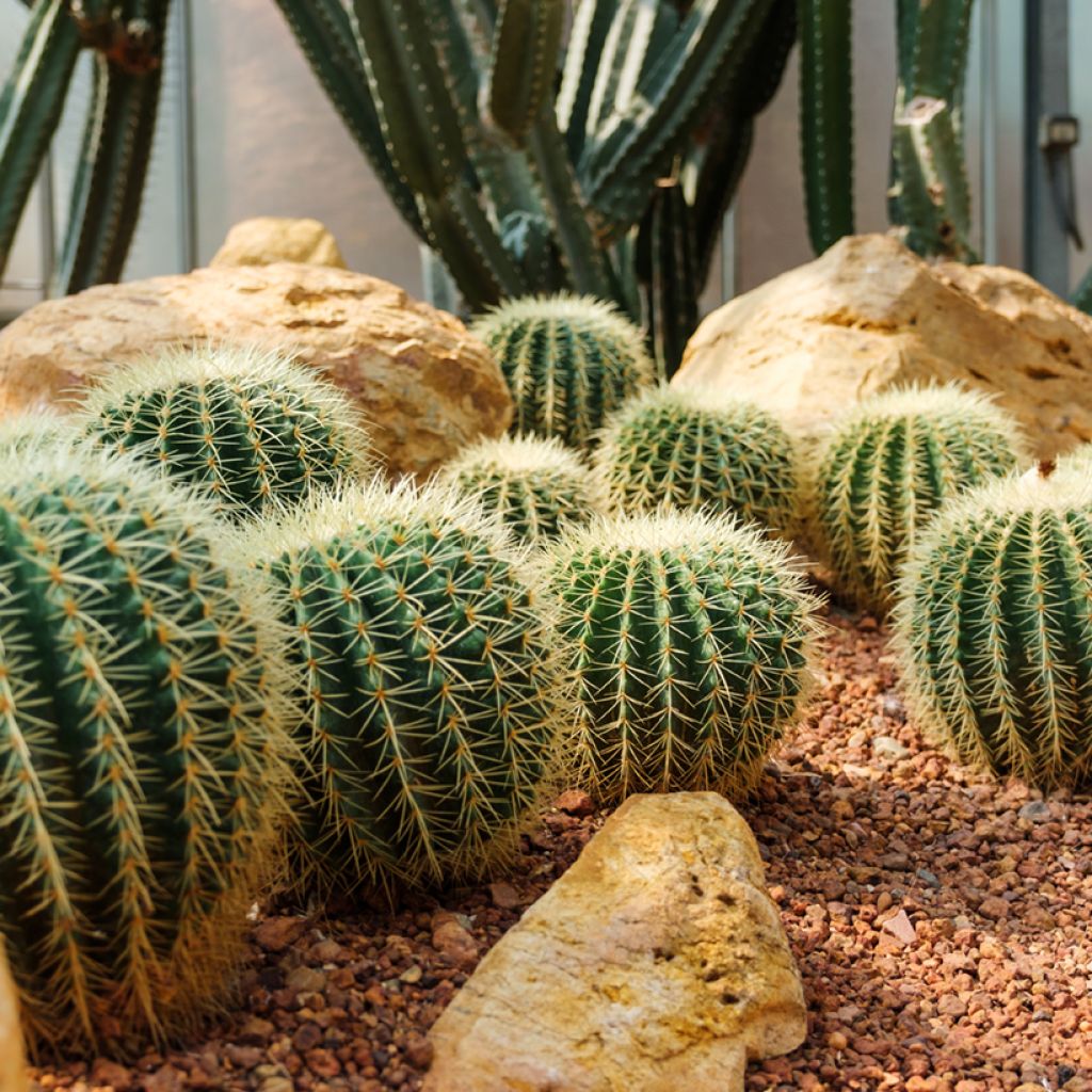 Echinocactus grusonii