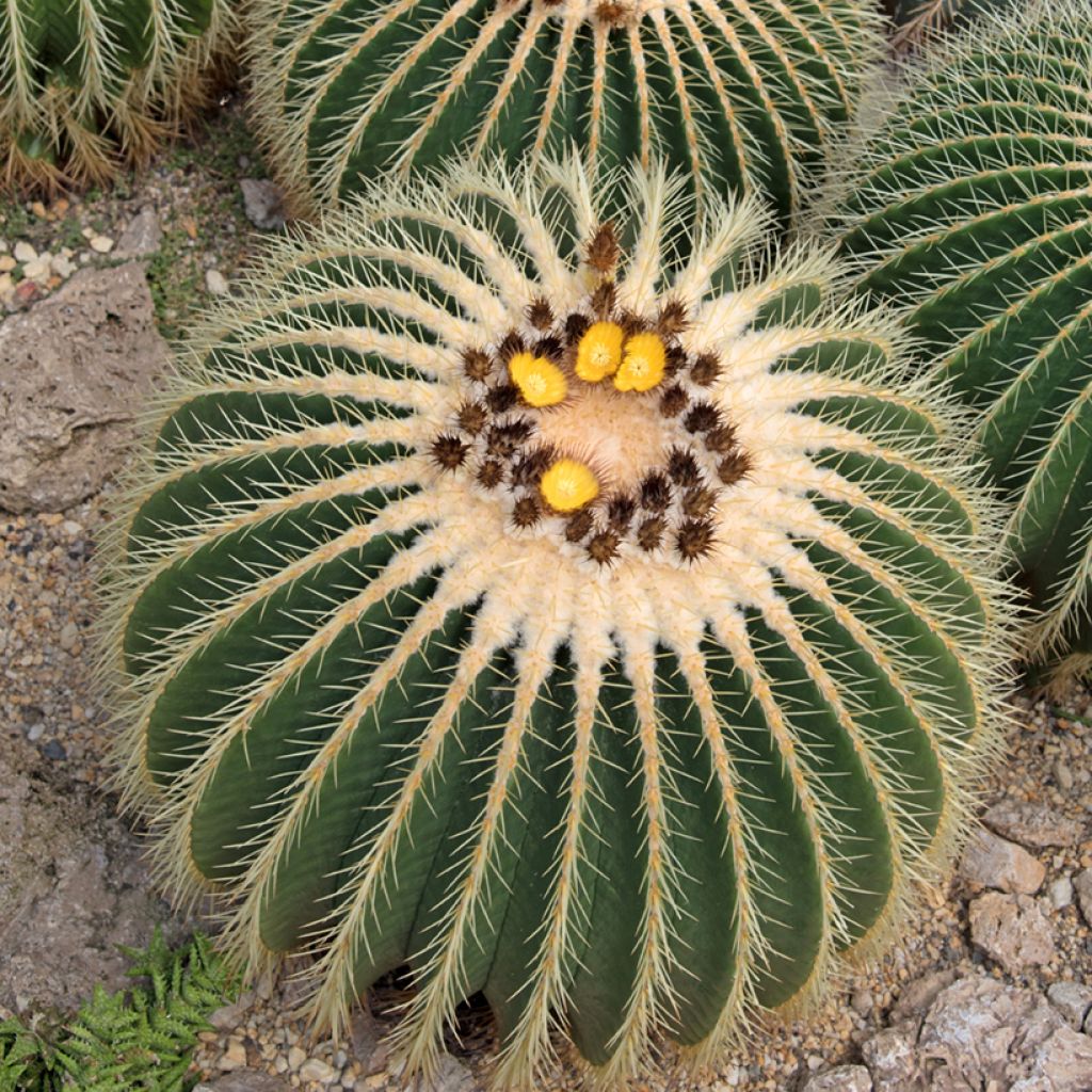 Echinocactus grusonii
