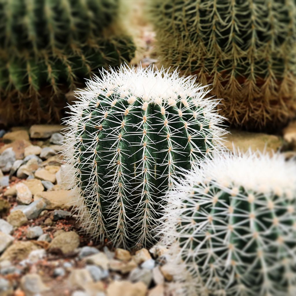 Echinocactus grusonii var. albispinus