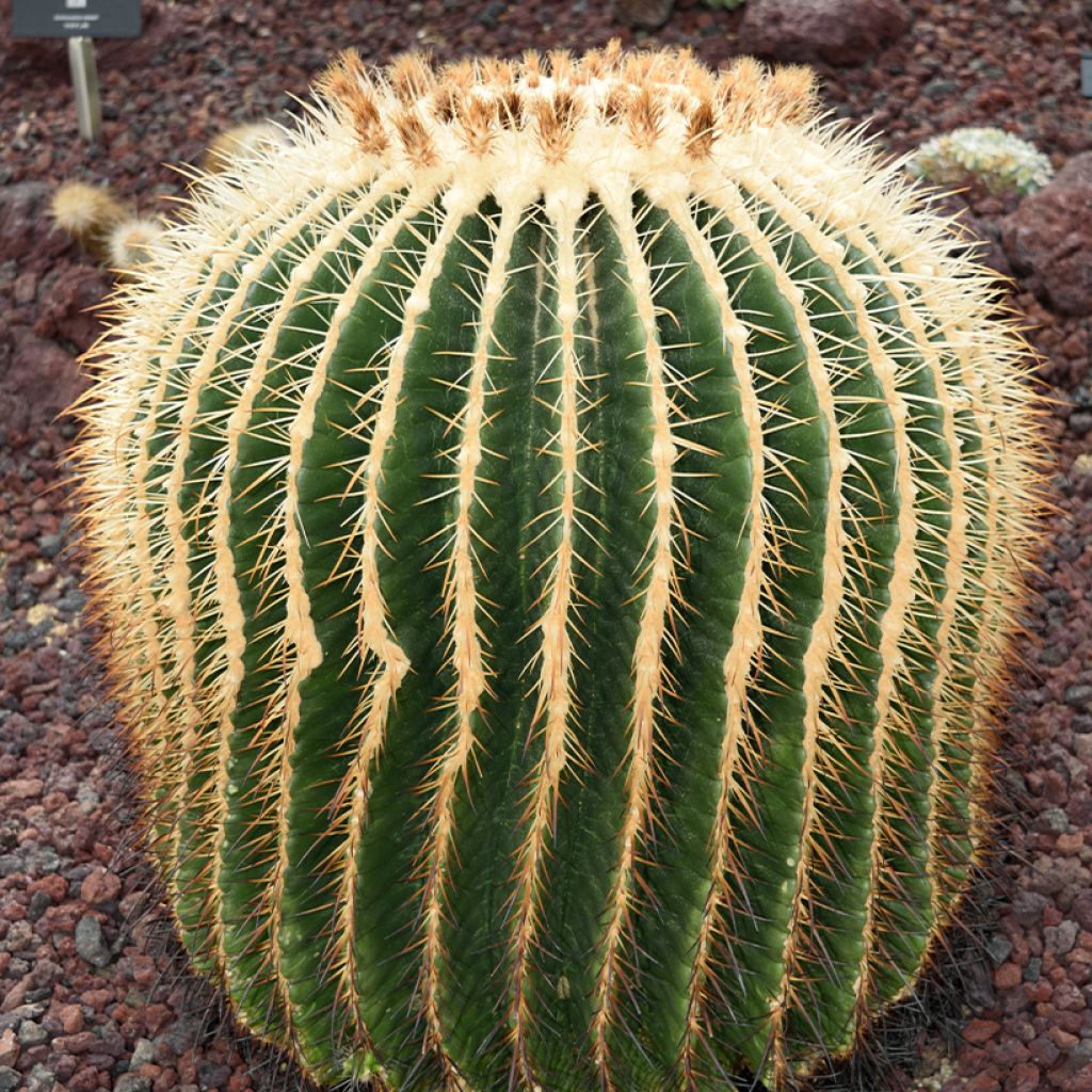 Echinocactus grusonii var. albispinus