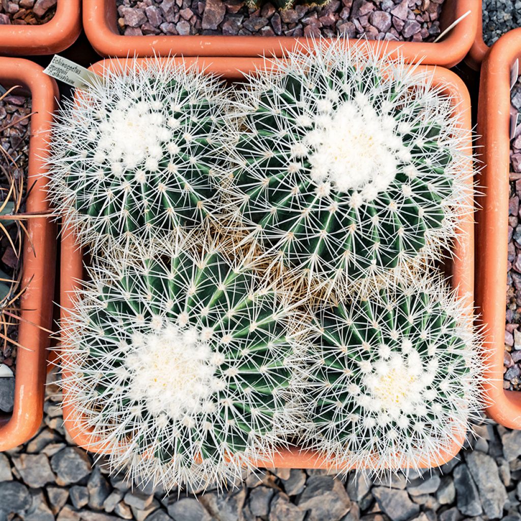 Echinocactus grusonii var. albispinus