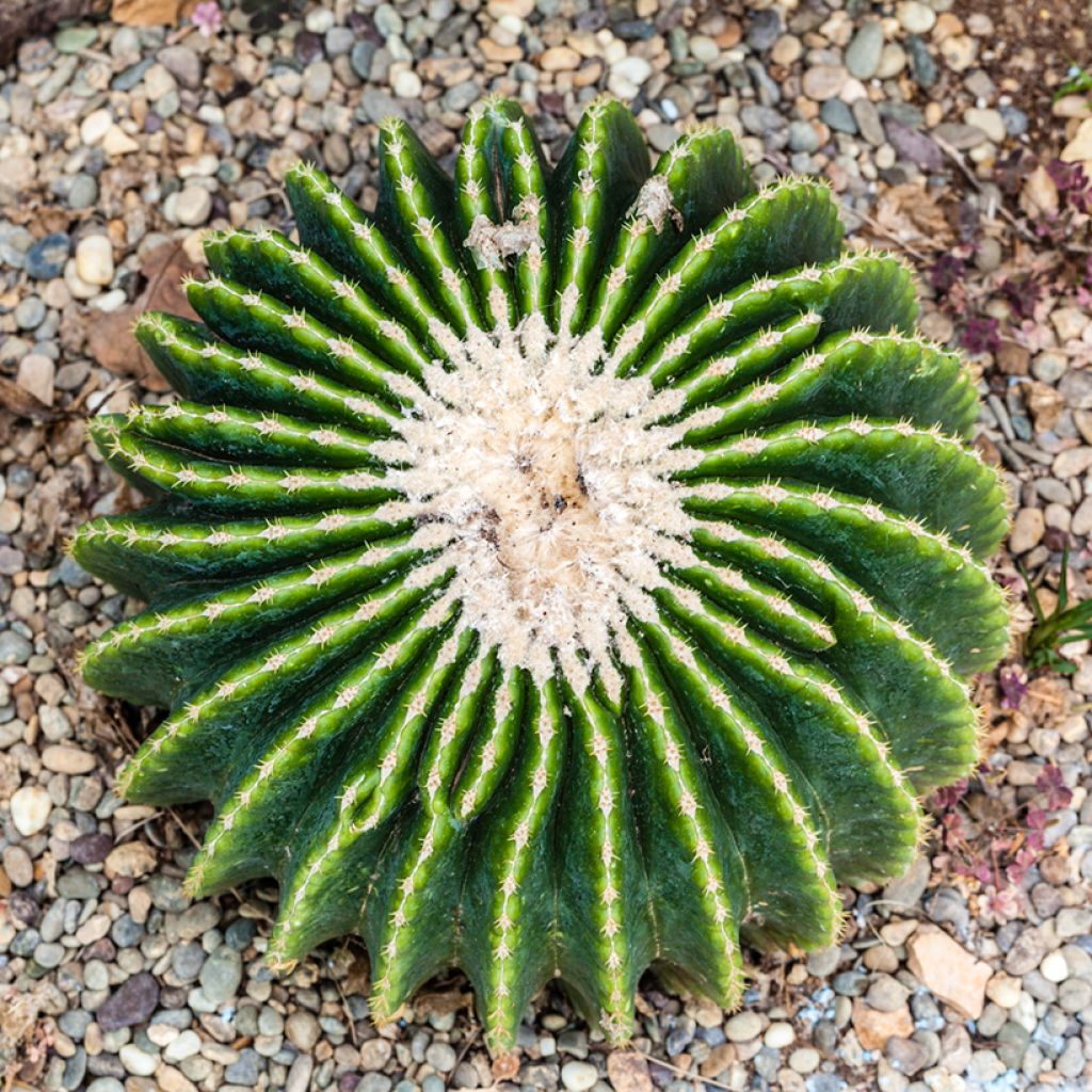 Echinocactus grusonii var. brevispinus