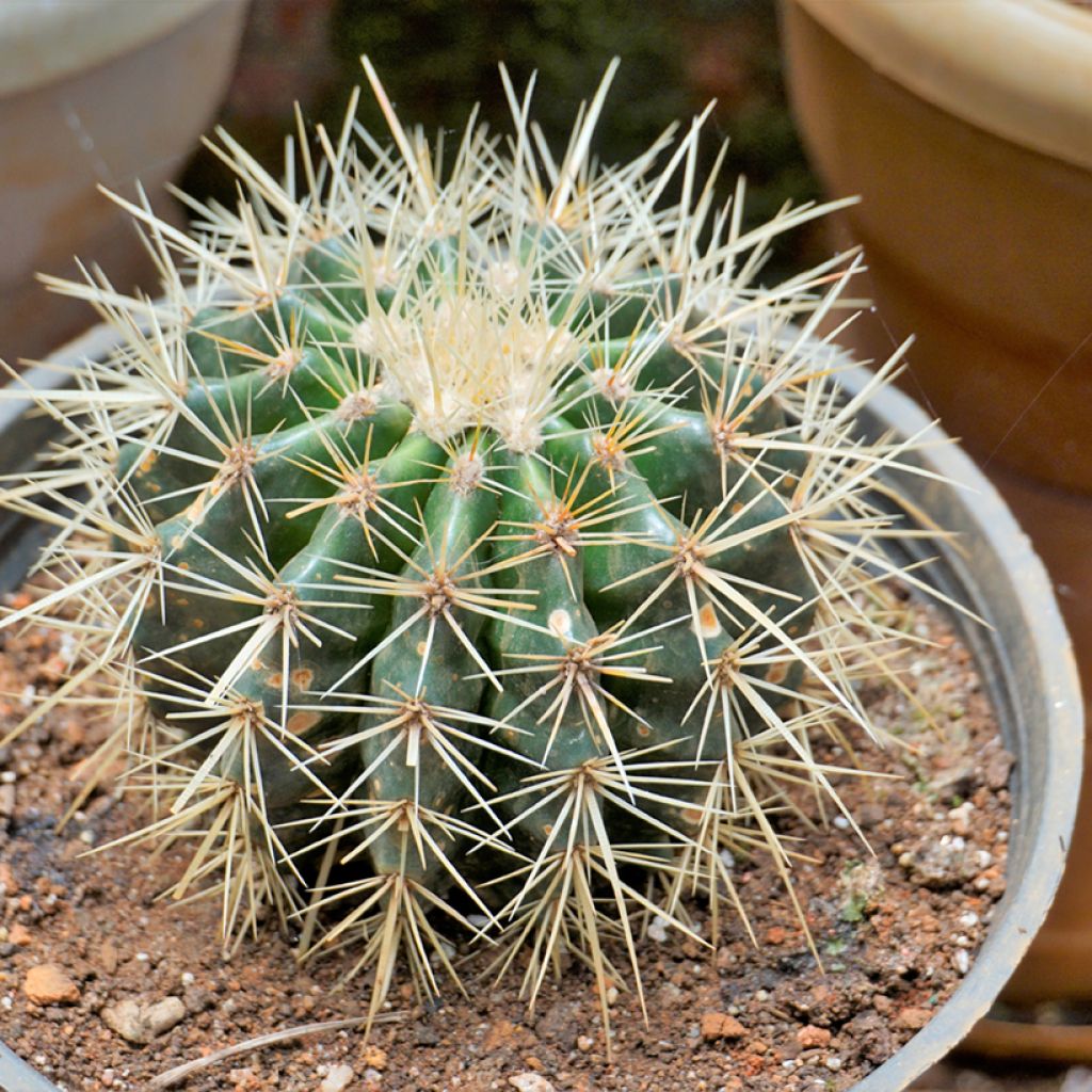 Echinocactus grusonii var. brevispinus