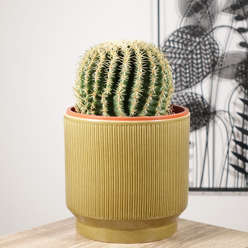 Echinocactus grusonii var. brevispinus