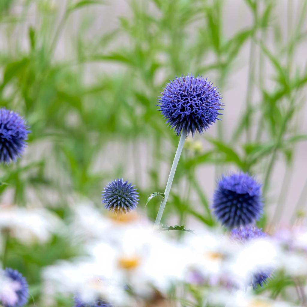 Cardo-azul Blue Globe - Echinops bannaticus