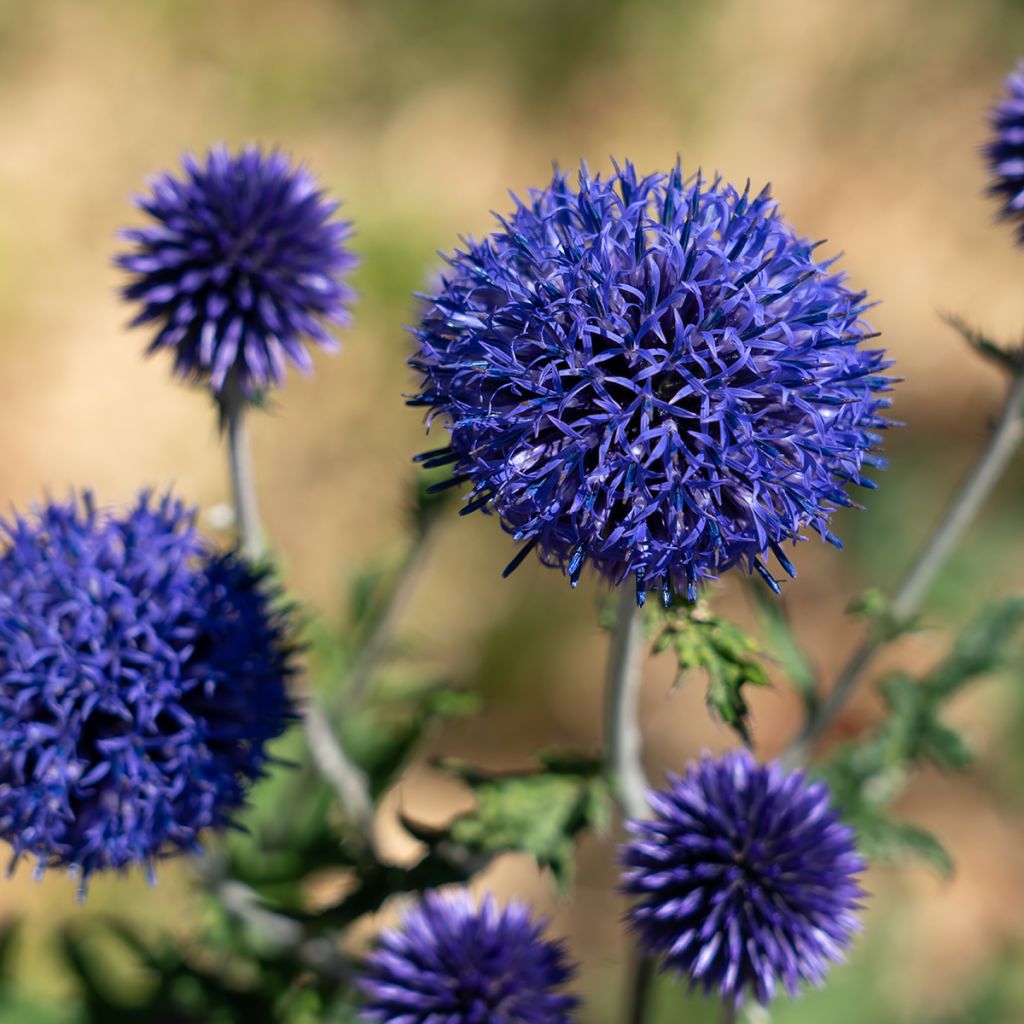 Cardo-azul Blue Globe - Echinops bannaticus